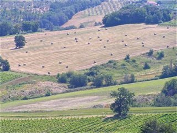 Umbria hay fields