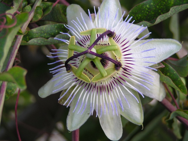 delicate passion flower