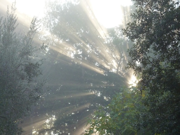 rays of light in the forest