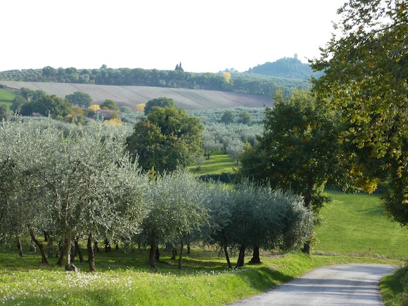 Umbrian olive groves