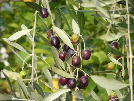 olives ready to be picked in Umbria