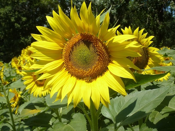 Umbria sunflowers