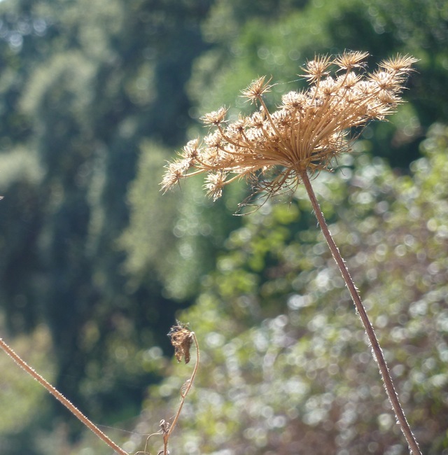 summer weeds in Umbria