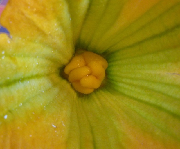 beauty of zucchini flower