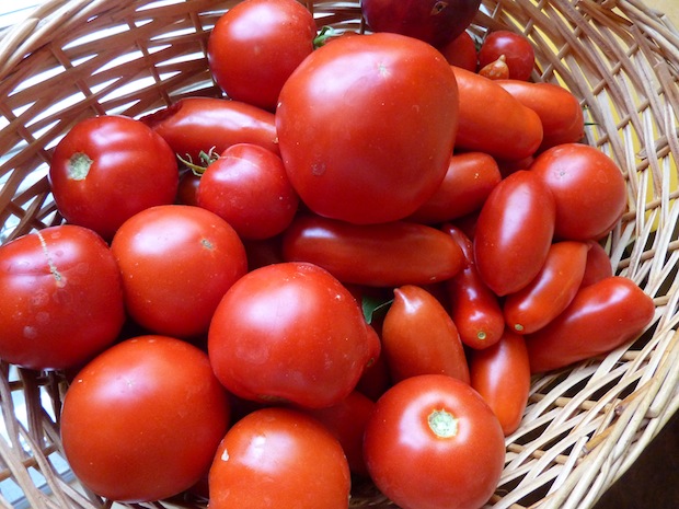 gorgeous organic tomatoes