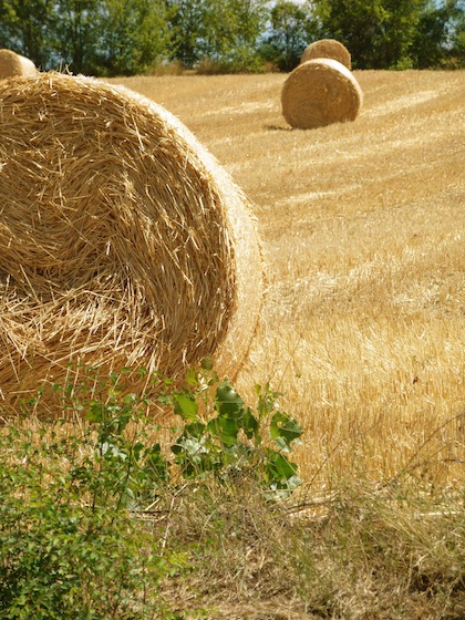 Umbrian rolls of wheat