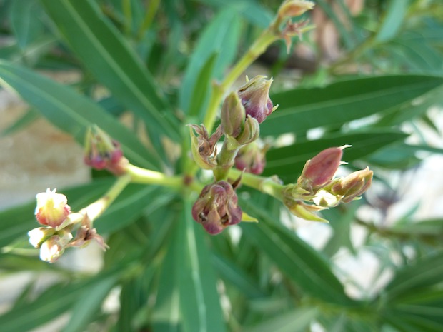 Umbria oleanders