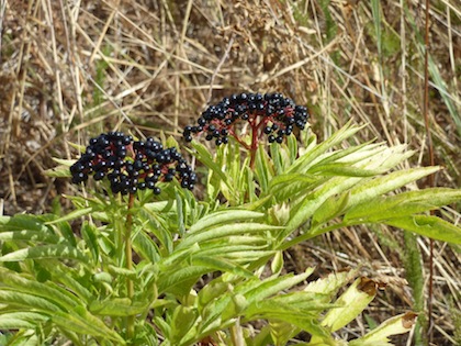 wild berries in Umbria