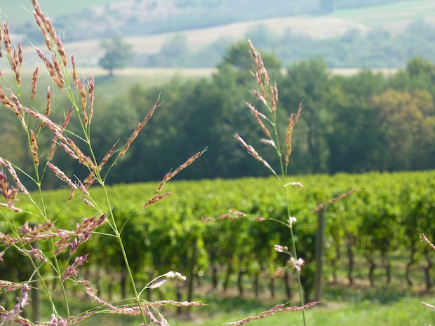 view of Sagrantino vineyard at Genius Loci Umbria