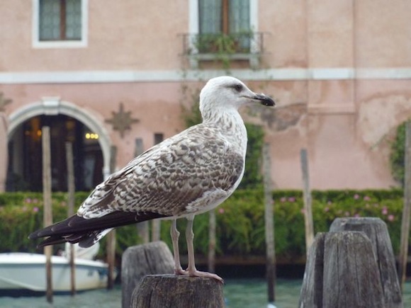 proud seagull on the Canal Grande