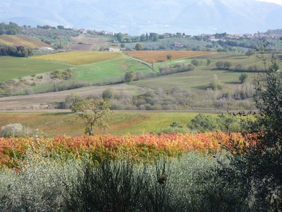Genius Loci vineyards and olive trees in Umbria