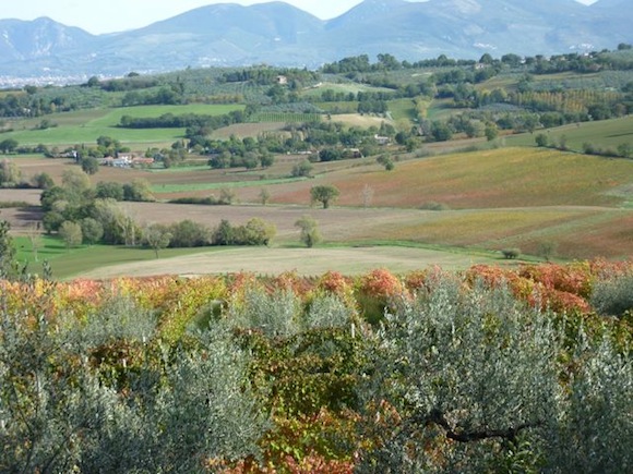 vineyards as seen from Genius Loci Bevagna Umbria