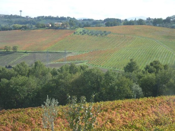 Red Sagrantino vineyard in November