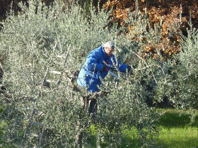 winter olive tree pruning at Genius Loci Umbria