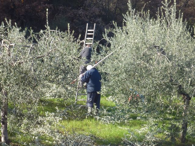 winter olive tree pruning at Genius Loci Umbria