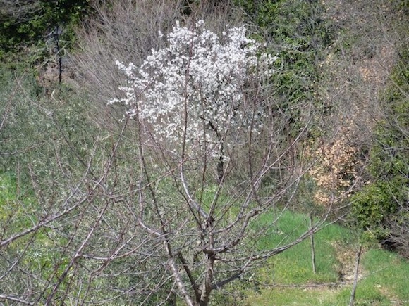 Umbria almond tree