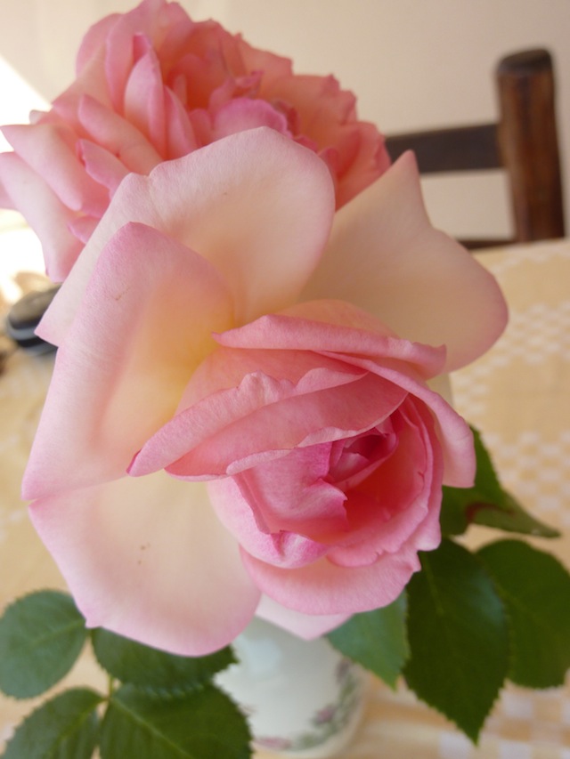 Umbrian summer roses