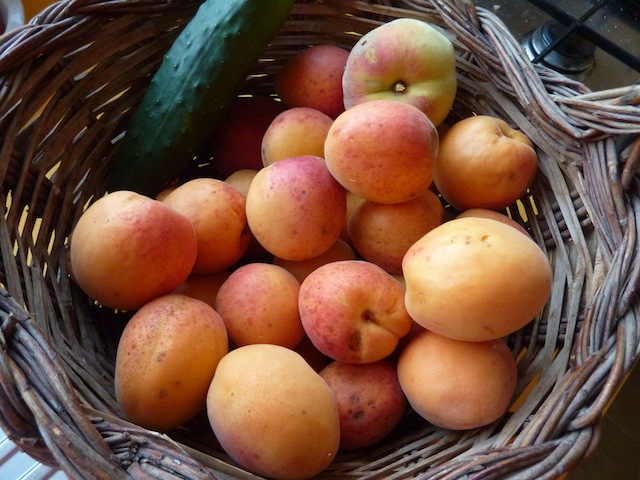 Umbrian apricots