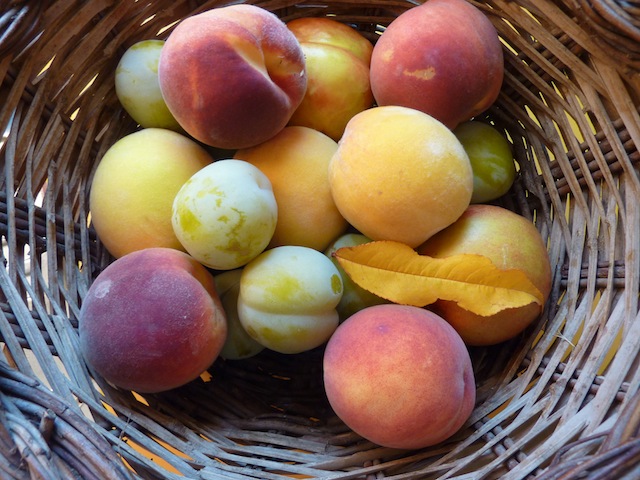 Umbrian peaches