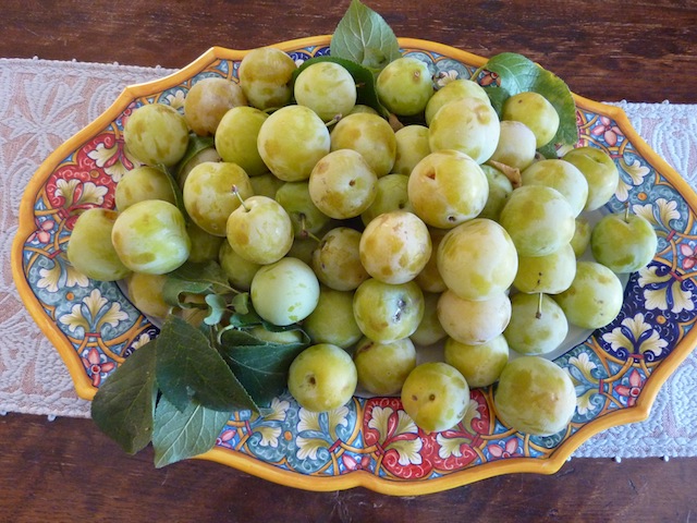 Umbrian summer plums