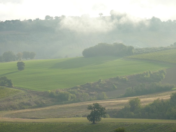 Sagrantino vineyards in Umbria