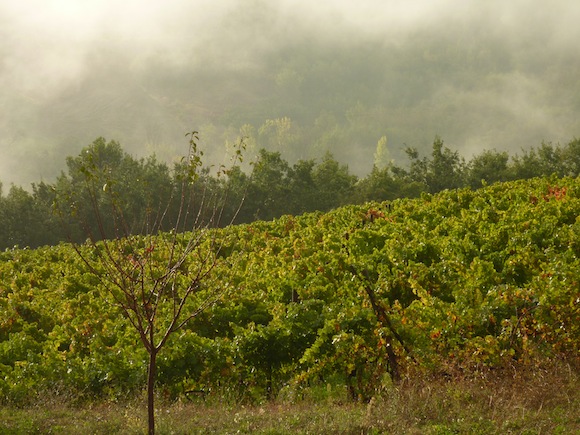 Sagrantino vineyards in the mist in Montefalco