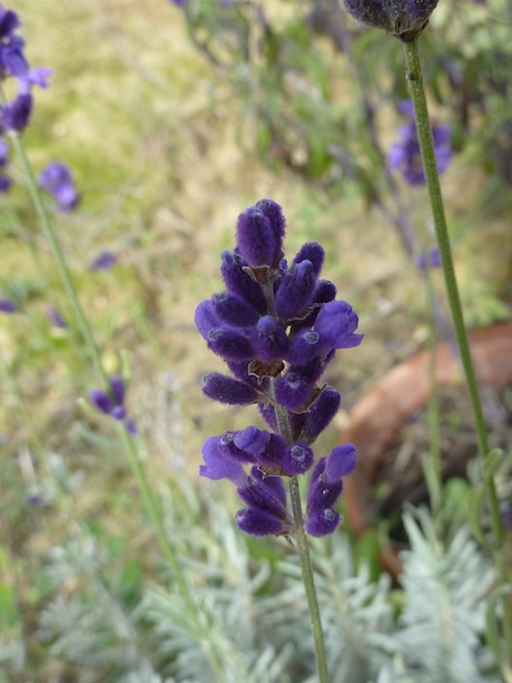 lavender in Umbrian cooking
