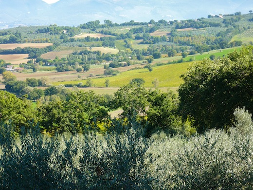 Sagrantino vineyards