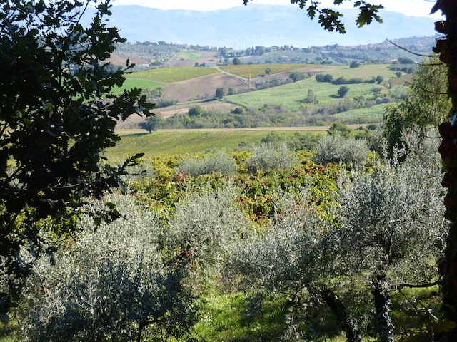 fall vineyards color in Umbria