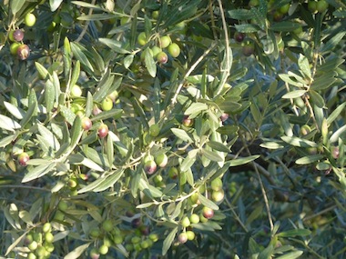 umbria olive harvest