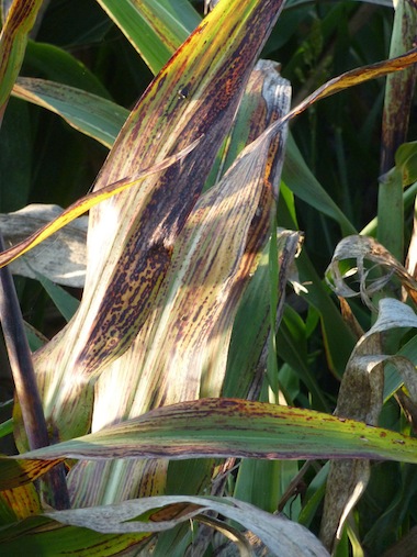 fields of corn in umbria