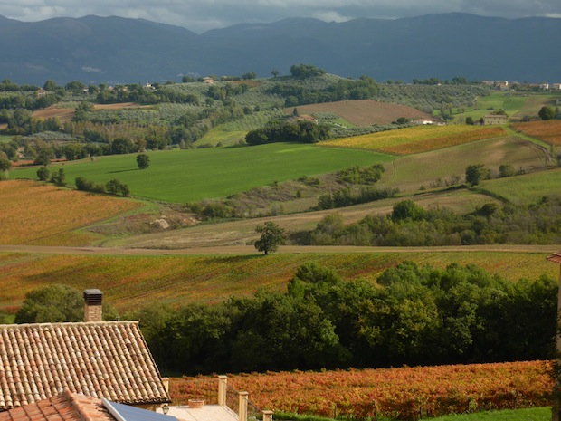 Sagrantino vineyards in the fall