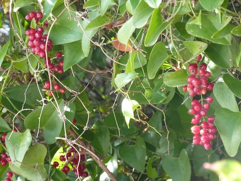 Umbria - wild berries