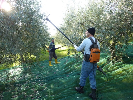 Umbria olive harvest
