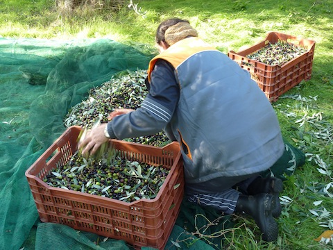 harvesting olives in Umbria