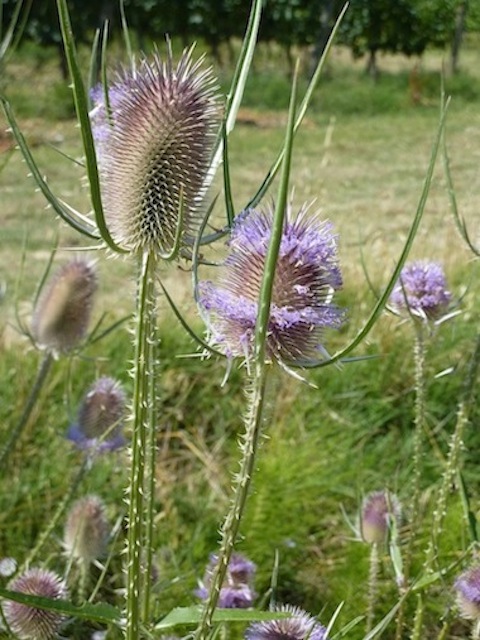 beautiful summer weeds in Umbria