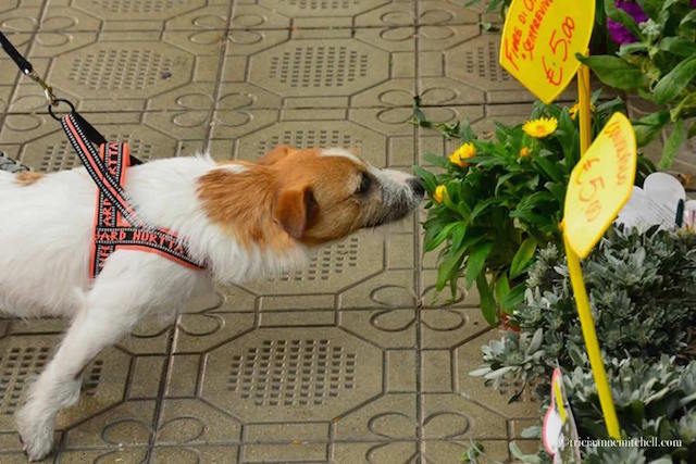 dog-smelling-flowers-mercato-albinelli-modena