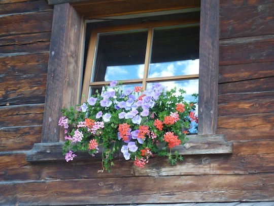 flowers and distressed wood, creating a beautiful contrast