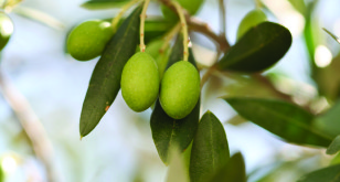 early harvest olives